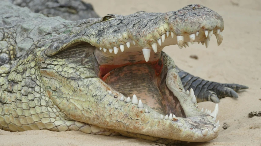 a close up of a crocodile with its mouth open, by Terese Nielsen, pexels contest winner, hurufiyya, albino, slide show, well preserved, high angle close up shot