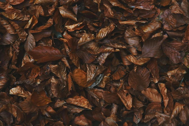 this is a closeup picture of leaves