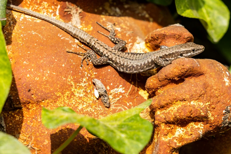 a lizard that is sitting on a rock, in the sun, amanda lilleston, two male, sharp focus »