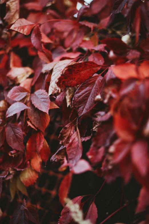 a bunch of red leaves on a tree, inspired by Elsa Bleda, trending on pexels, faded colors, maroon, made of leaves, venetian red