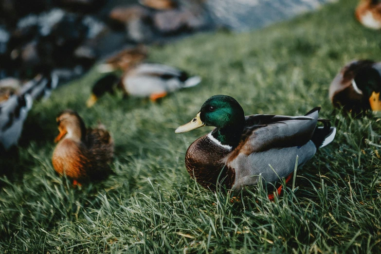 a flock of ducks standing on top of a lush green field, pexels contest winner, portrait of cute mallard duck, 🚿🗝📝, 90s photo, jovana rikalo