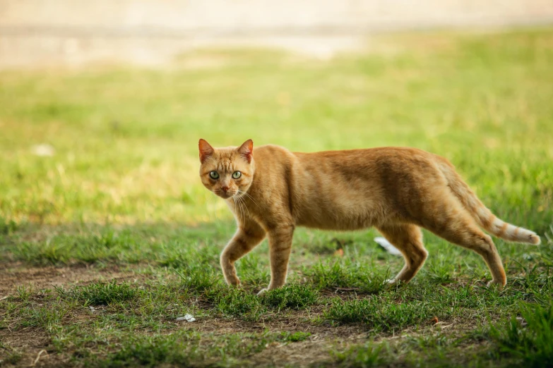 an orange cat walking across a lush green field, male emaciated, nuri iyem, taken with sony alpha 9, a blond