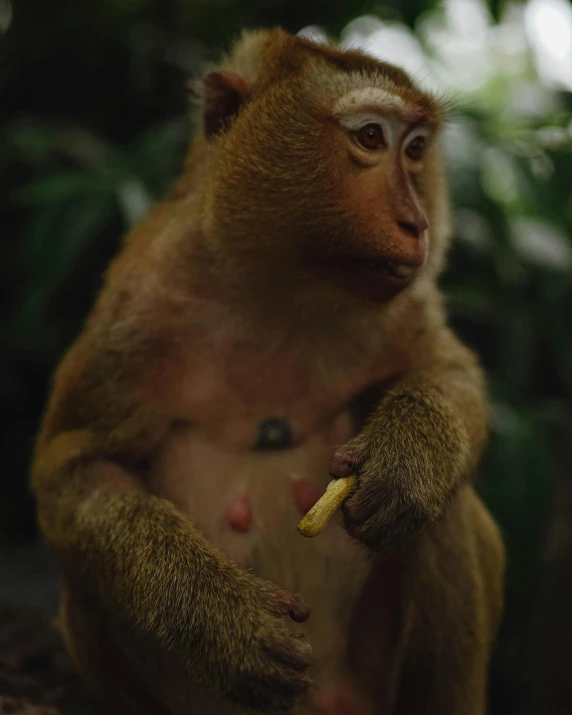 a monkey sitting on the ground eating a banana, an album cover, pexels contest winner, sumatraism, gif, with freckles, museum photo, 8k 50mm iso 10