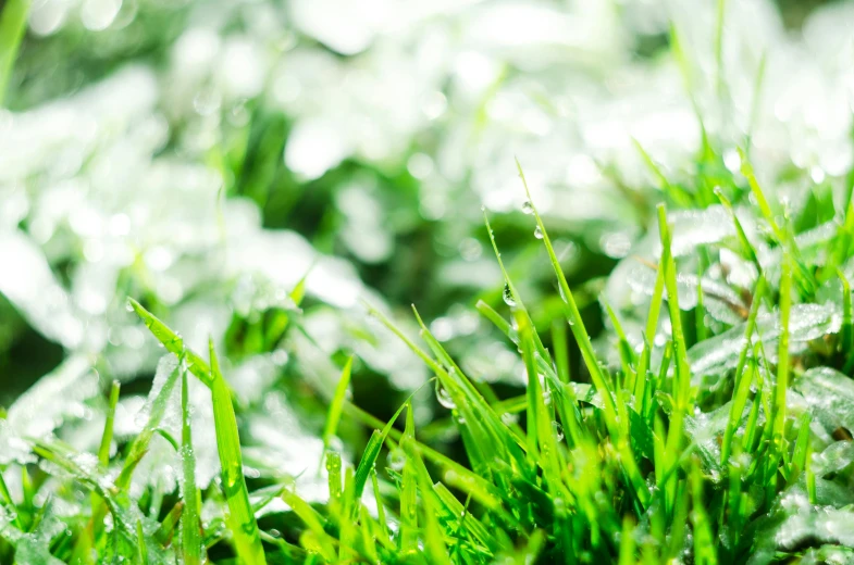 a close up of some grass with water droplets, by Adam Marczyński, unsplash, photorealistic image, vibrant green, ilustration, gardening