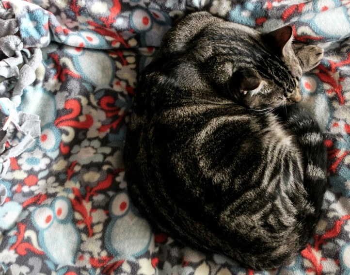 a cat is curled up on a blanket, flickr, process art, cozy bed, shrugging, birds - eye view, taken in 2 0 2 0