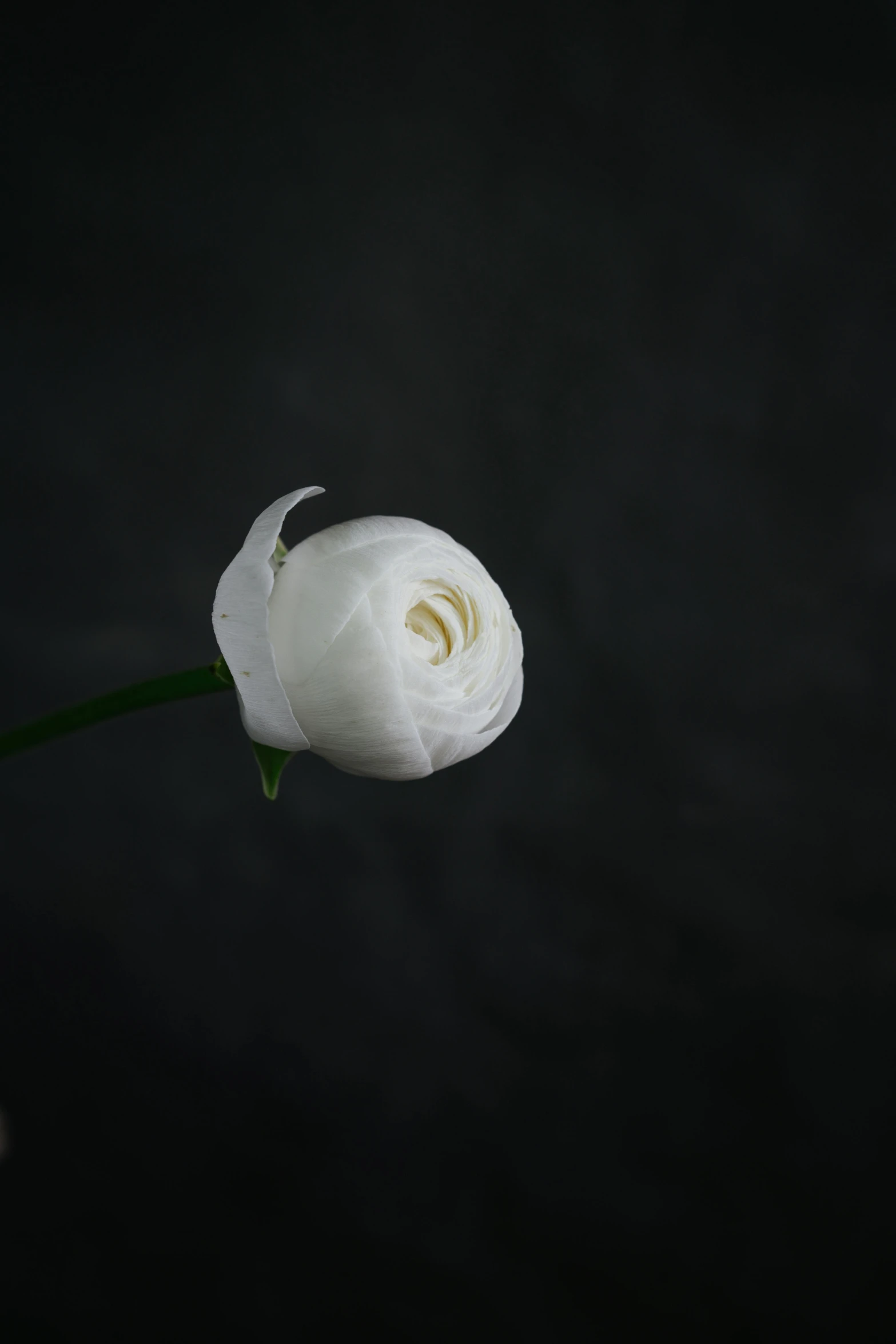 the white flower is very tall and bright