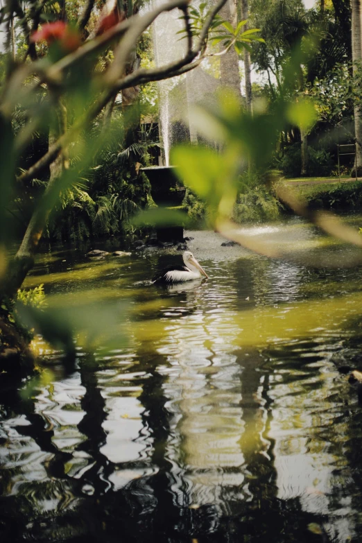 a pond filled with lots of water next to a lush green forest, an album cover, unsplash, renaissance, sculpture gardens, tropical location, 1999 photograph, early morning lighting