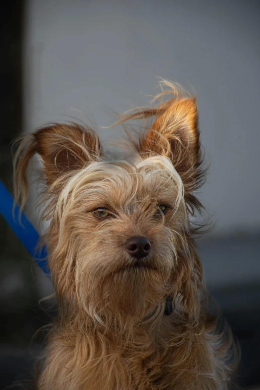 a close up of a dog on a leash, bedhead, pointy ears, yorkshire terrier, taken with sony alpha 9