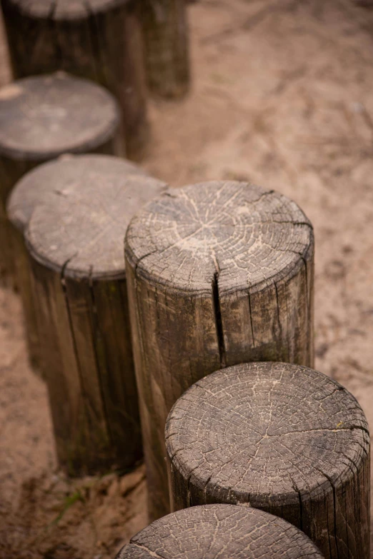 a row of wooden posts in the sand, by Jan Tengnagel, unsplash, land art, high angle close up shot, tree stump, historical setting, round thighs