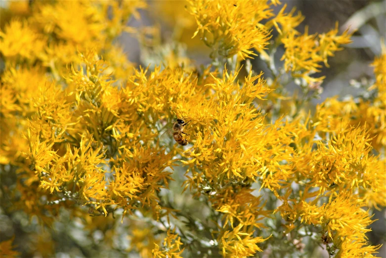 a close up of a plant with yellow flowers, smoky, yellow spiky hair, bees covering whole body, “ iron bark