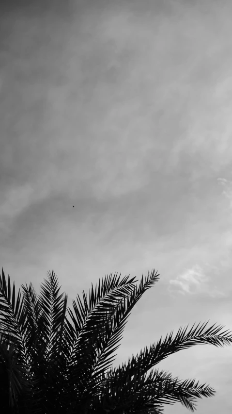 a black and white photo of a palm tree, a black and white photo, by Ahmed Yacoubi, hurufiyya, birds on sky, 15081959 21121991 01012000 4k