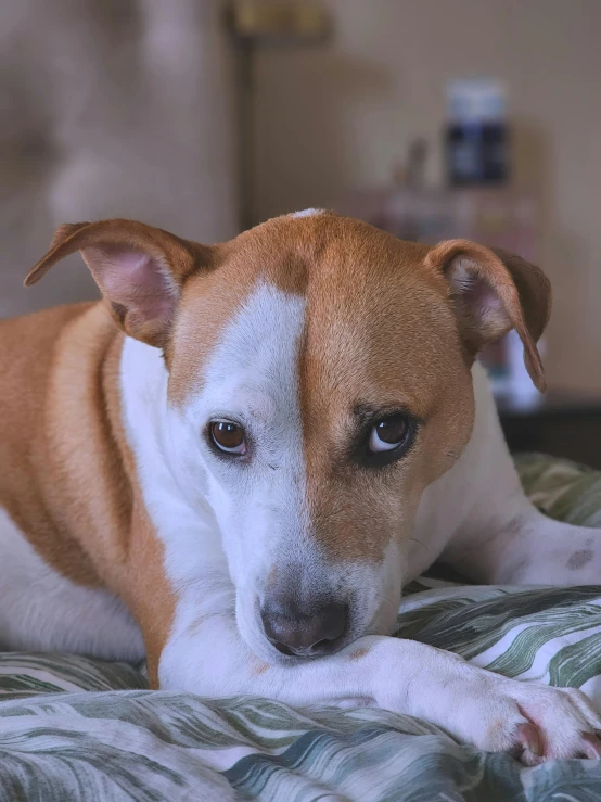 a brown and white dog laying on top of a bed, inspired by Elke Vogelsang, trending on reddit, sad looking eyes, jack russel dog, low quality photo, photorealistic image