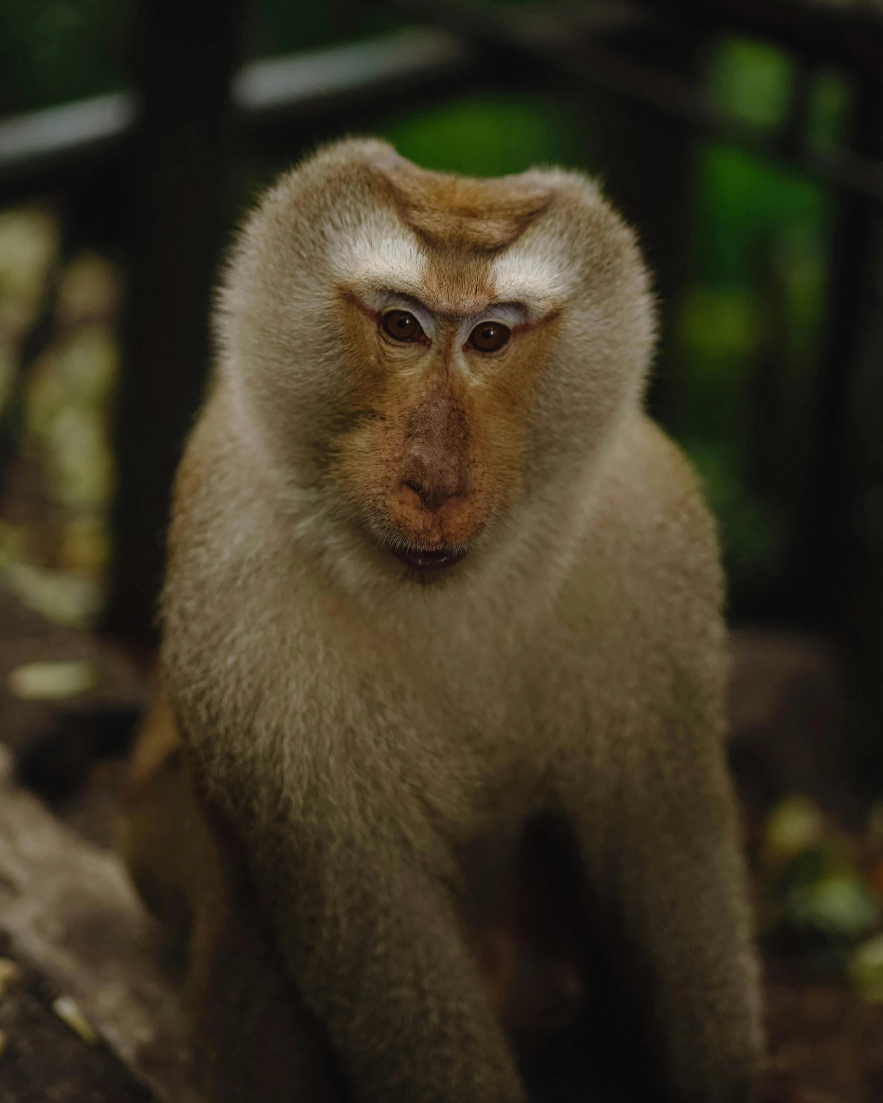 a close up of a monkey on a tree branch, trending on pexels, sumatraism, smirking at the camera, a bald, wukong, a blond