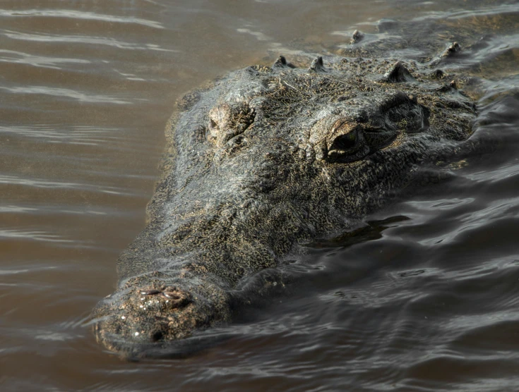 a close up of an alligator in a body of water, an album cover, by Carey Morris, pexels contest winner, hurufiyya, full faced, australian, high angle close up shot, well preserved