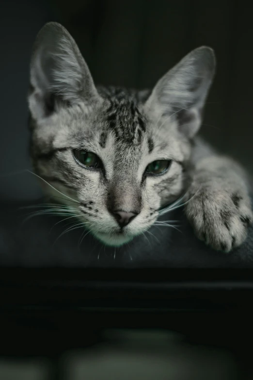 a close up of a cat laying on a table, a portrait, trending on pexels, with grey skin, sitting on the couch, shot on sony a 7, grey