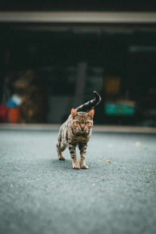 a cat standing in the middle of a street, unsplash, ((tiger)), slightly pixelated, old male, low detailed