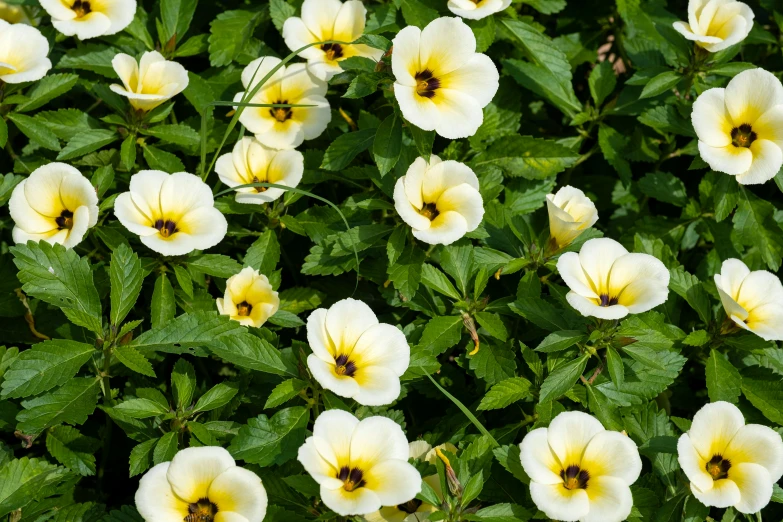 a field of white and yellow flowers with green leaves, inspired by Graham Forsythe, unsplash, renaissance, green pupills, anemones, in bloom greenhouse, “ golden chalice
