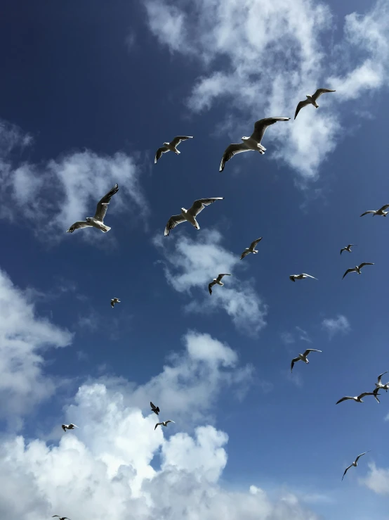 a flock of seagulls flying in a blue sky, by Carey Morris, pexels contest winner, hurufiyya, azores, iphone photo, ready to eat, bird\'s eye view