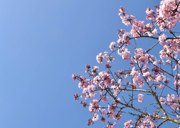 a tree with pink flowers against a blue sky, by Niko Henrichon, pexels, aestheticism, rinko kawauchi, 🌸 🌼 💮, clear blue sky, zoomed in shots