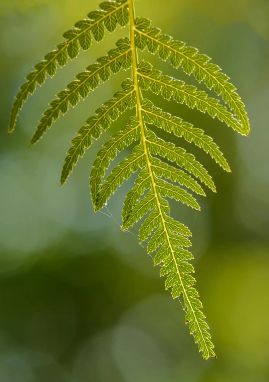 a close up of a fern leaf on a branch, hemlocks, subtle detailing, sweet acacia trees, striking colour