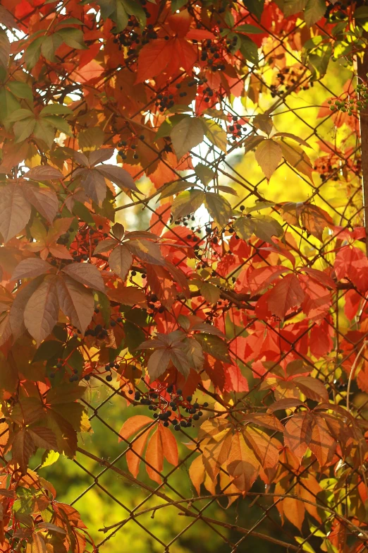 a bird sitting on top of a tree next to a chain link fence, inspired by Stanley Spencer, autumn! colors, wild berry vines, sun shining through the leaves, tinted colours