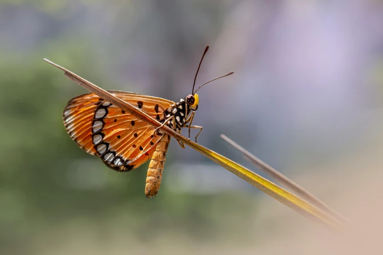 a close up of a butterfly on a plant, a macro photograph, by Eglon van der Neer, ilustration, long tail, shallow depth of field hdr 8 k, golden wings