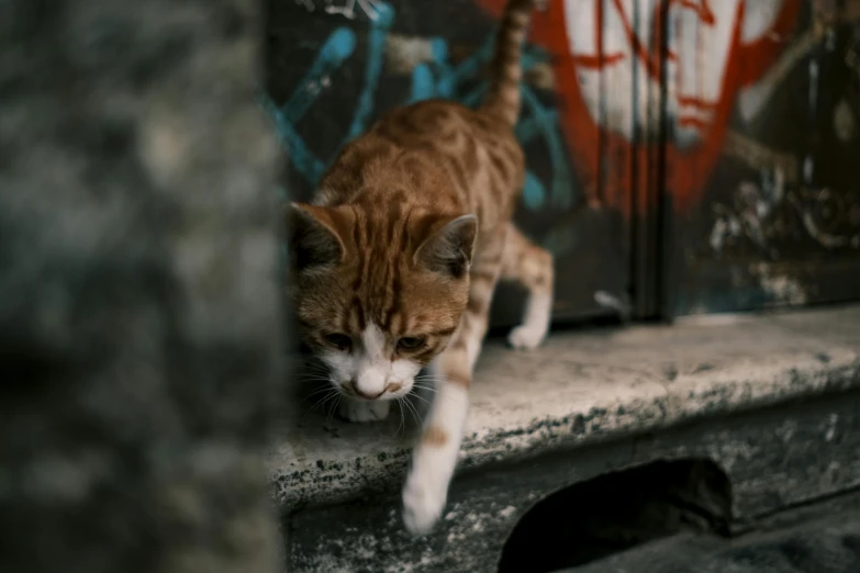 a cat that is standing on a ledge, pexels contest winner, graffiti, crawling towards the camera, brown, walking towards the camera, gif