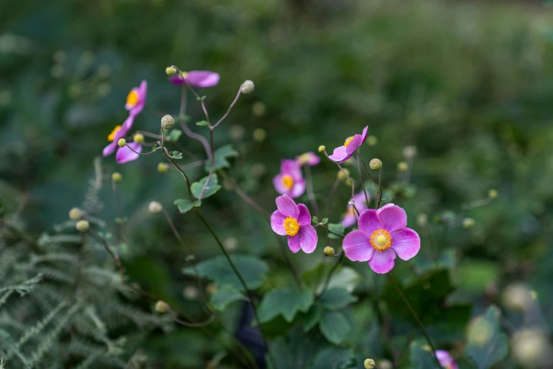 a group of purple flowers sitting on top of a lush green field, by Jessie Algie, unsplash, miniature cosmos, ivy's, pink and yellow, anemone