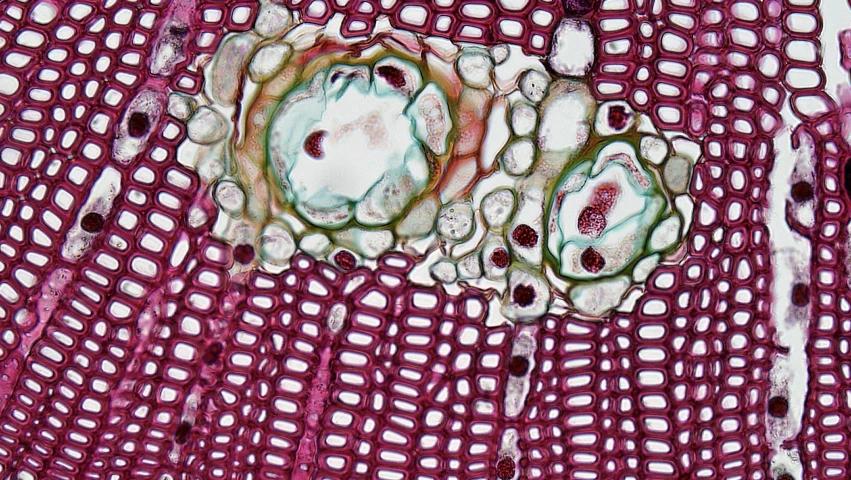a close up of a cross section of a cell, a microscopic photo, by Ellen Gallagher, plant patterns, garnet, over-shoulder shot, bone plants
