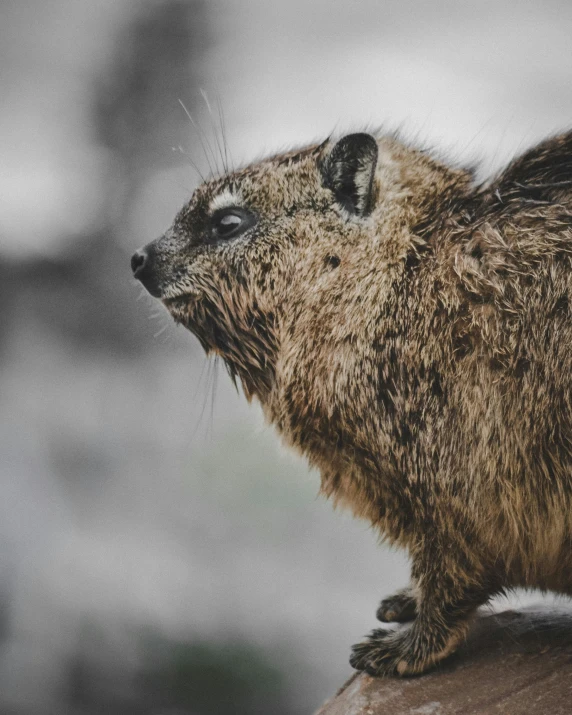 a close up of a small animal on a rock, while it's raining, thick furry neck and chest fluff, top selection on unsplash, taxidermy