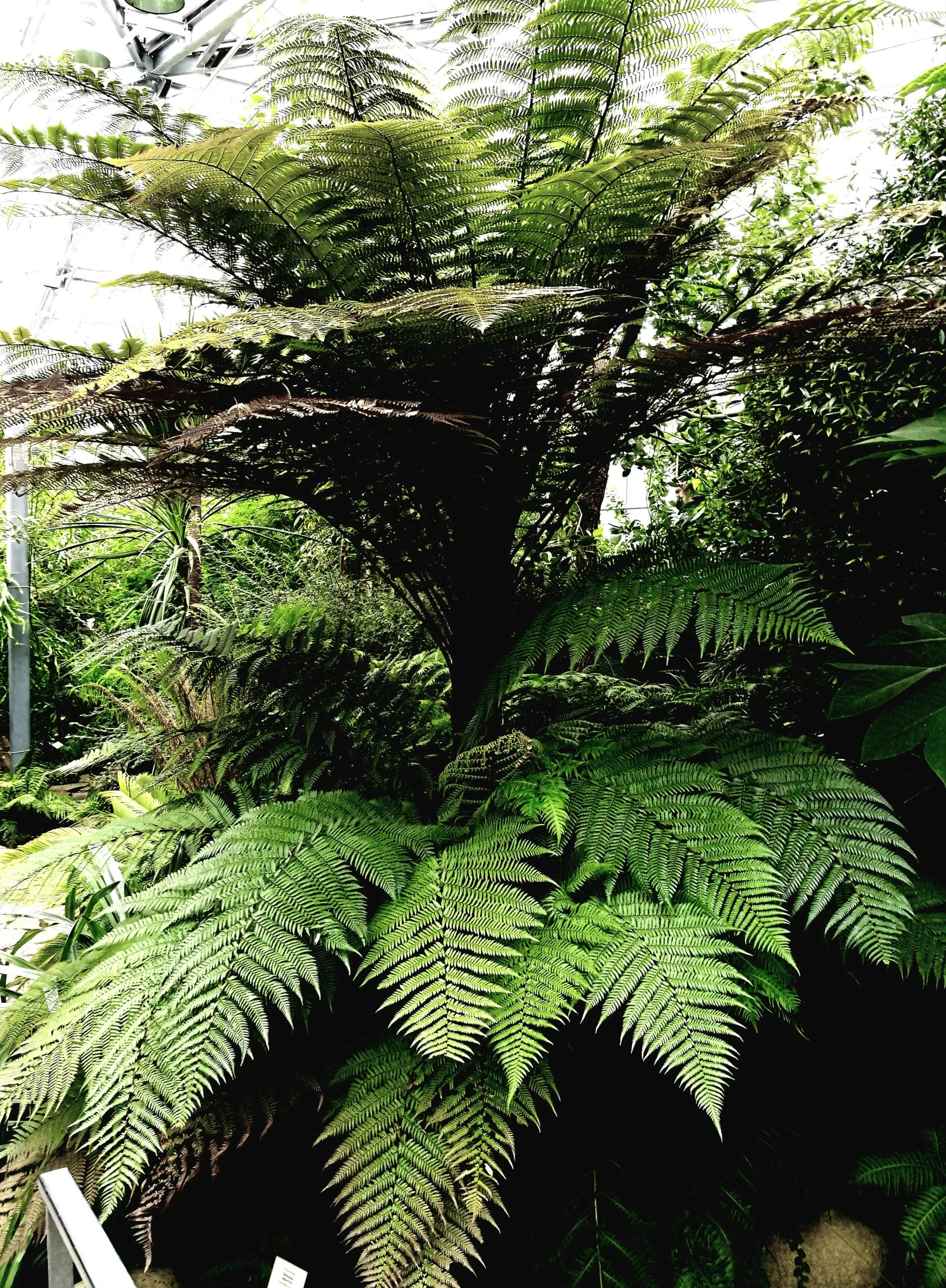 a large tree fern in the middle of a garden, an album cover, inspired by Thomas Struth, hurufiyya, large terrarium, 2 5 6 x 2 5 6 pixels, photo on iphone, ilustration