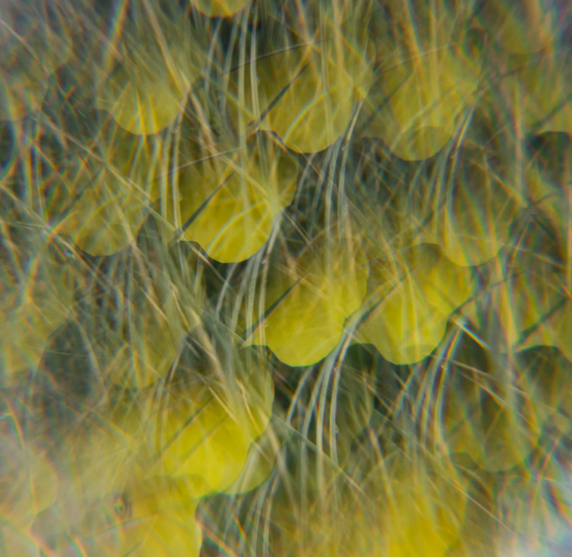 a close up of a bunch of yellow flowers, a microscopic photo, by Attila Meszlenyi, generative art, fish scales, plume of seaweed, eye fish lens, 2022 photograph