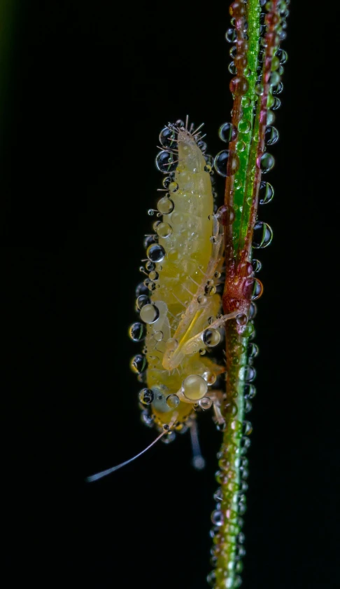 a close up of a bug on a plant, by Robert Brackman, golden fish in water exoskeleton, rain lit, megalophoba, buds