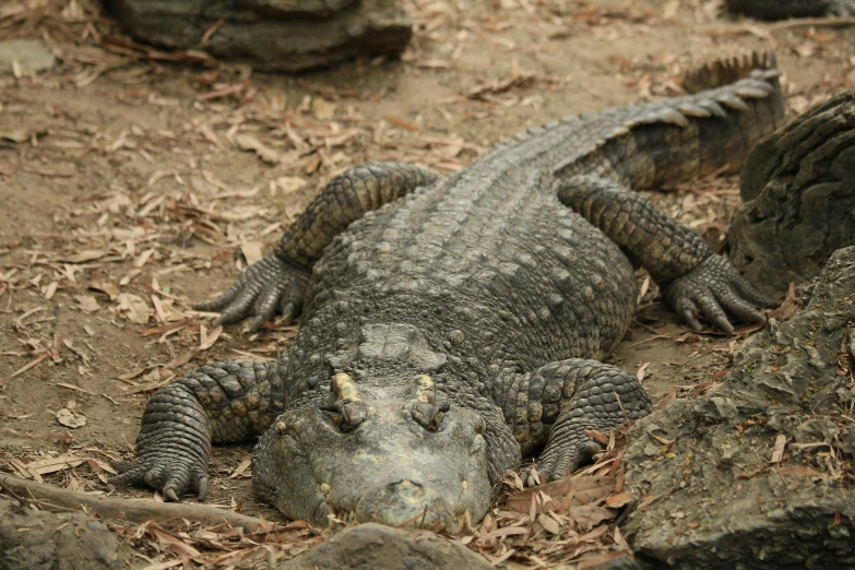 an alligator that is laying down on the ground, by Elizabeth Durack, hurufiyya, fully armoured, gray mottled skin, tamborine, exterior shot