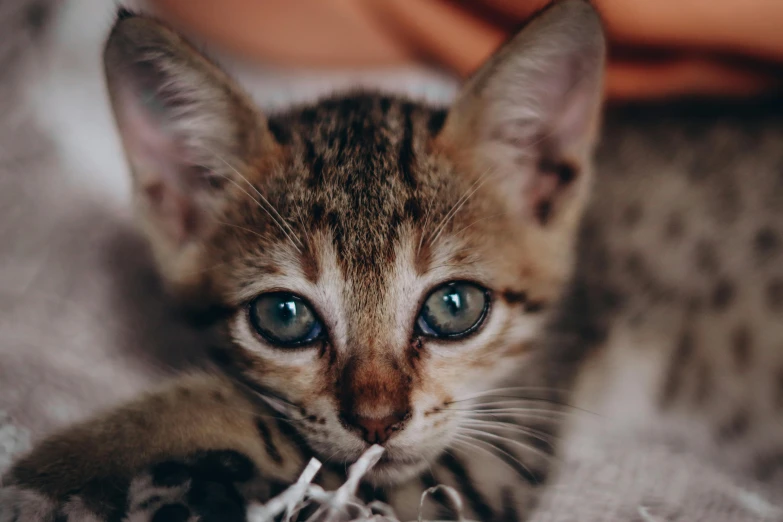 a close up of a cat laying on a bed, pexels contest winner, cute little creature, extremely polished, young male, gif