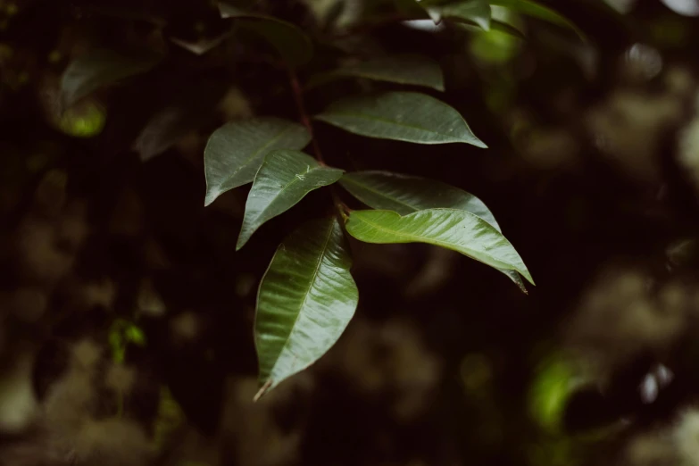 a close up of a plant with green leaves, trending on pexels, hurufiyya, dark jungle, medium format. soft light, malika favre, brown