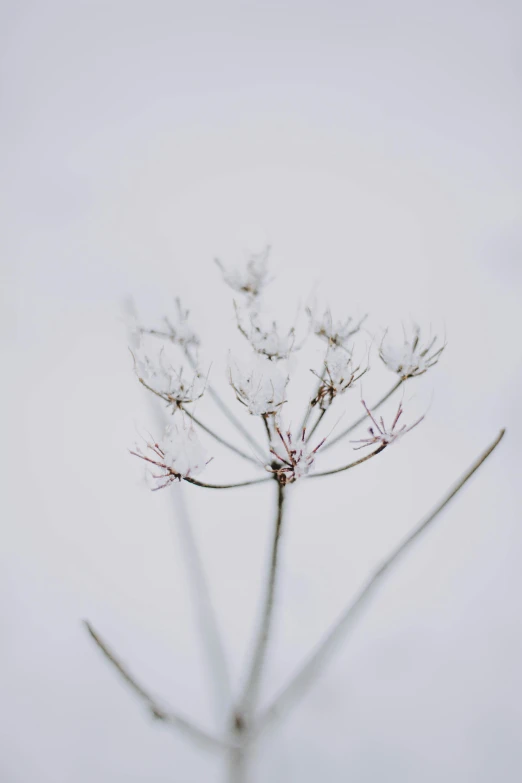 a close up of a plant with snow on it, unsplash, light grey background, botanical herbarium, low quality photo, flowers