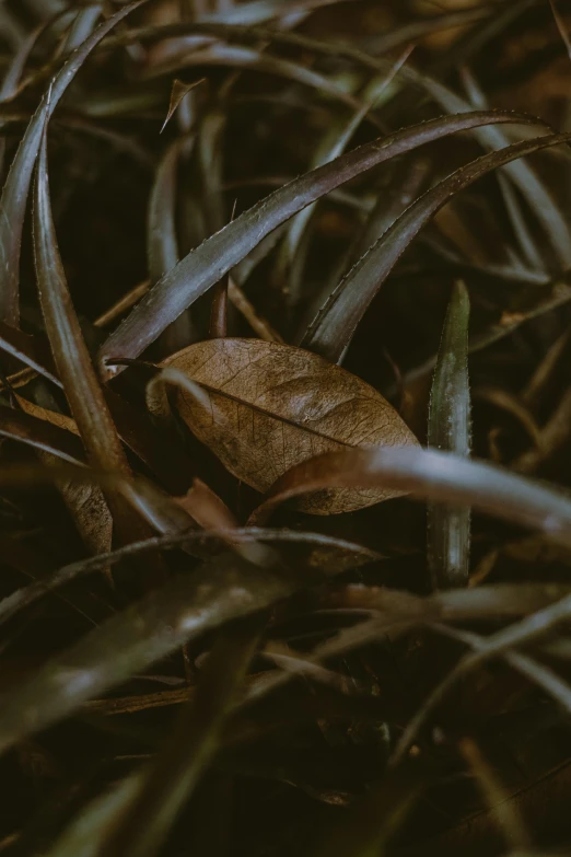 a close up of a leaf on the ground, unsplash, conceptual art, dense thickets on each side, brown, lo-fi, dark