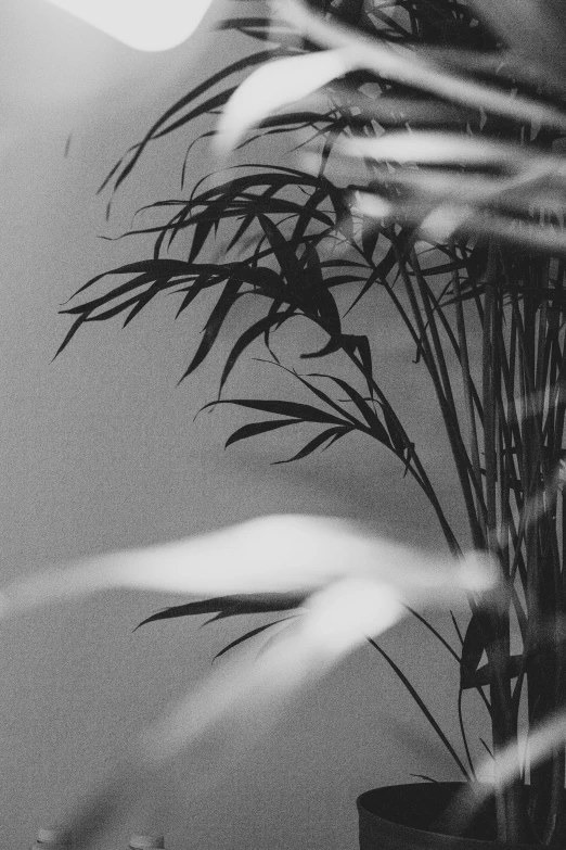 a black and white photo of a potted plant, inspired by Max Dupain, unsplash, lyrical abstraction, bamboo, ✨🕌🌙, filtered evening light, vaporwave. black and white