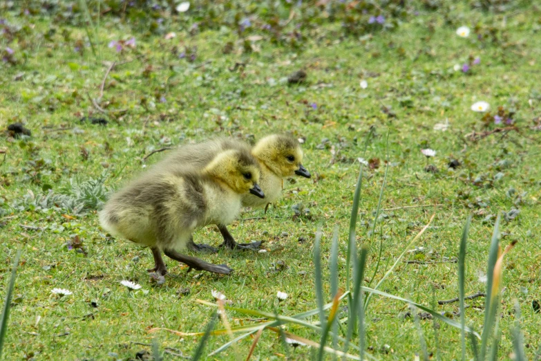 a baby duck walking across a lush green field, by Jan Tengnagel, pixabay, adult pair of twins, 1024x1024, a cosmic canada goose, desperate pose