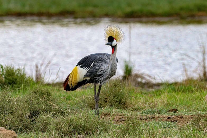 a bird that is standing in the grass, in africa, wearing crown of bright feathers, tail raised, very kenyan