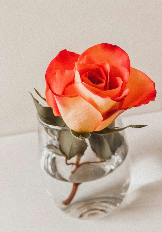 the single red rose is sitting in a clear glass vase