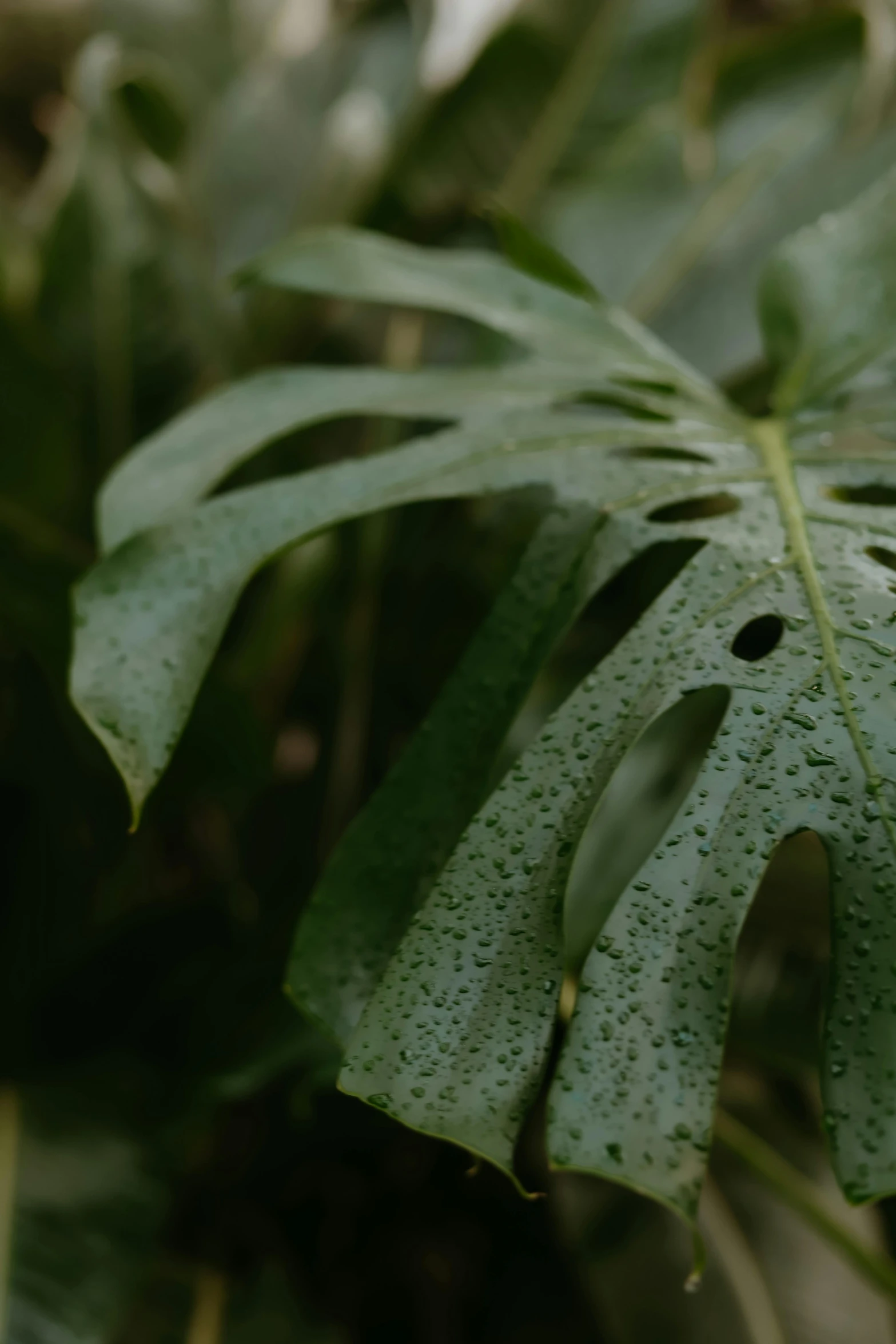 a close up of a leaf of a plant, trending on unsplash, wet lush jungle landscape, shot from cinematic, grey, spots