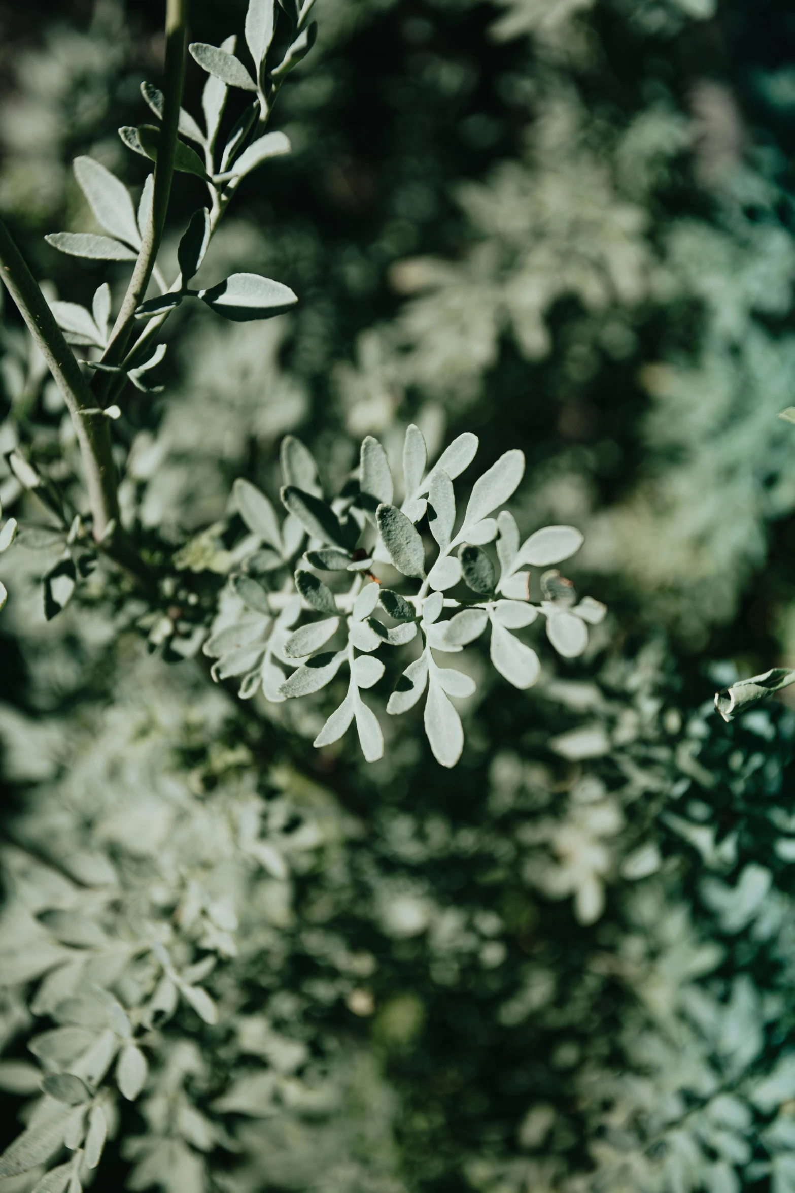 a close up of a plant with green leaves, inspired by Elsa Bleda, trending on pexels, hurufiyya, silver，ivory, acacia trees, vintage color, made of leaves