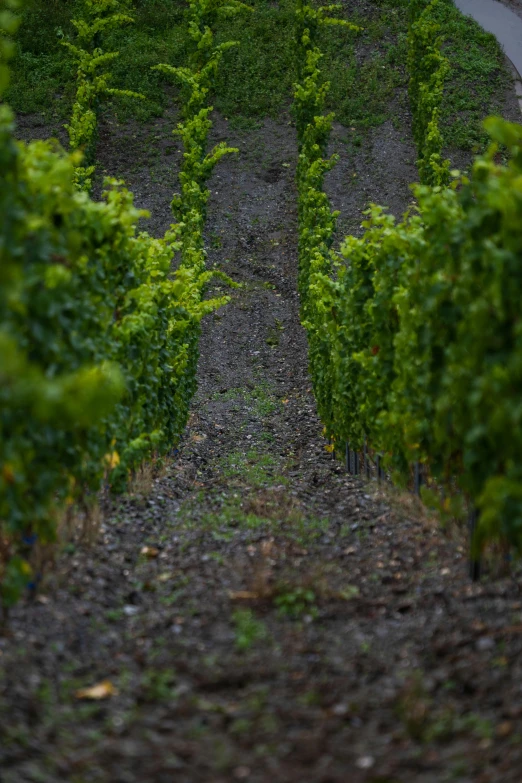 a man riding a horse through a lush green field, an album cover, by Jacob Toorenvliet, pexels contest winner, renaissance, vineyard, rocky ground with a dirt path, shallow depth of fielf, grey