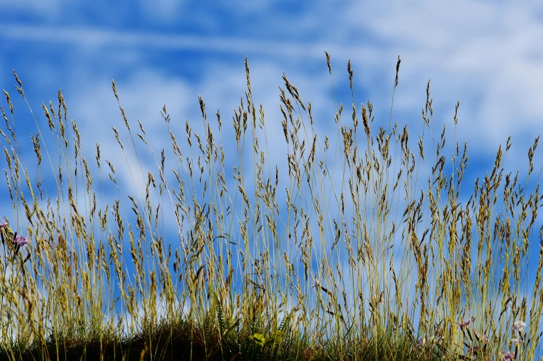 tall grass that is growing up on top of a hill