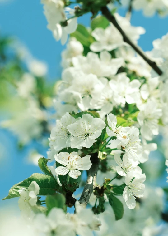 a tree with white flowers against a blue sky, an album cover, by Paul Davis, paul barson, cherries, low detail, promo image