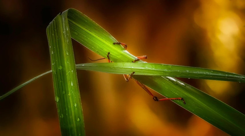 a grasshopper sitting on top of a blade of grass, by Basuki Abdullah, art photography, close together, decoration, paul barson, after the rain