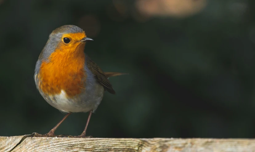 a small bird sitting on top of a wooden fence, by John Gibson, pexels contest winner, robin, standing on a shelf, 🦩🪐🐞👩🏻🦳, portrait of a small