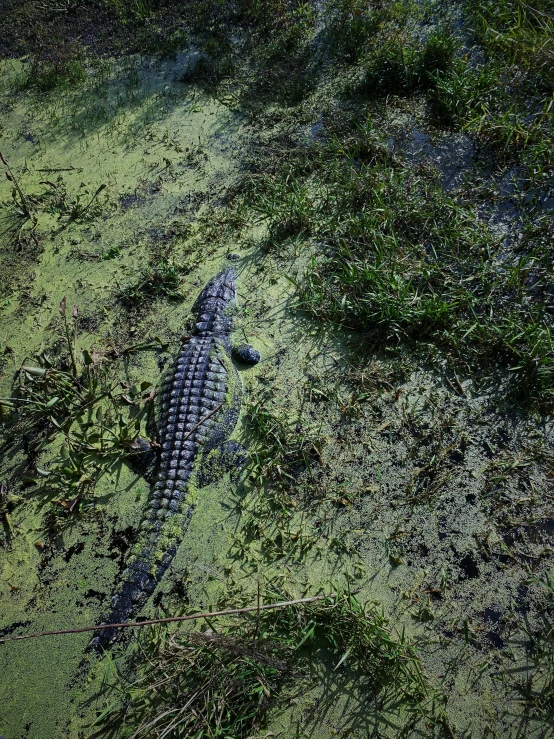 an alligator that is laying down in some water, shot from 5 0 feet distance, not a lot of grass, carson ellis, february)